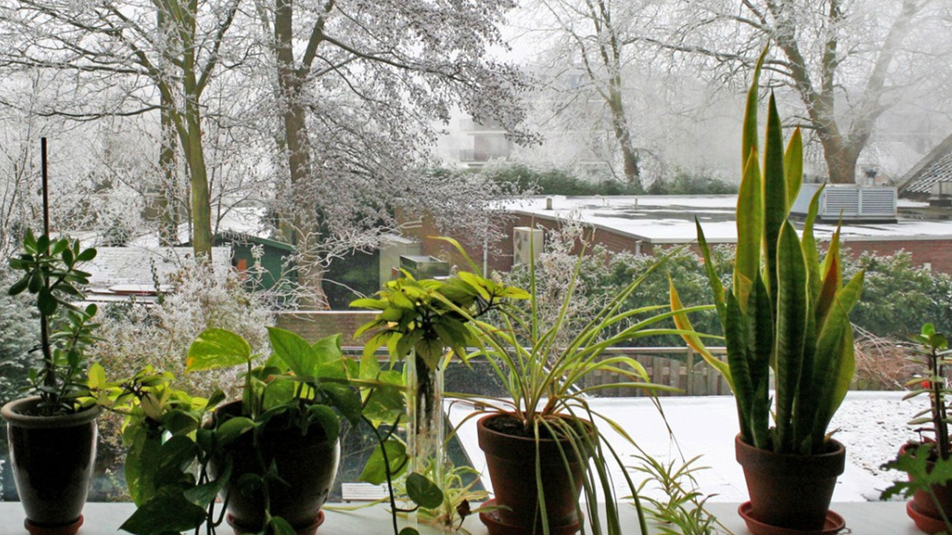 10 wichtige Möglichkeiten, damit Pflanzen im Winter gedeihen