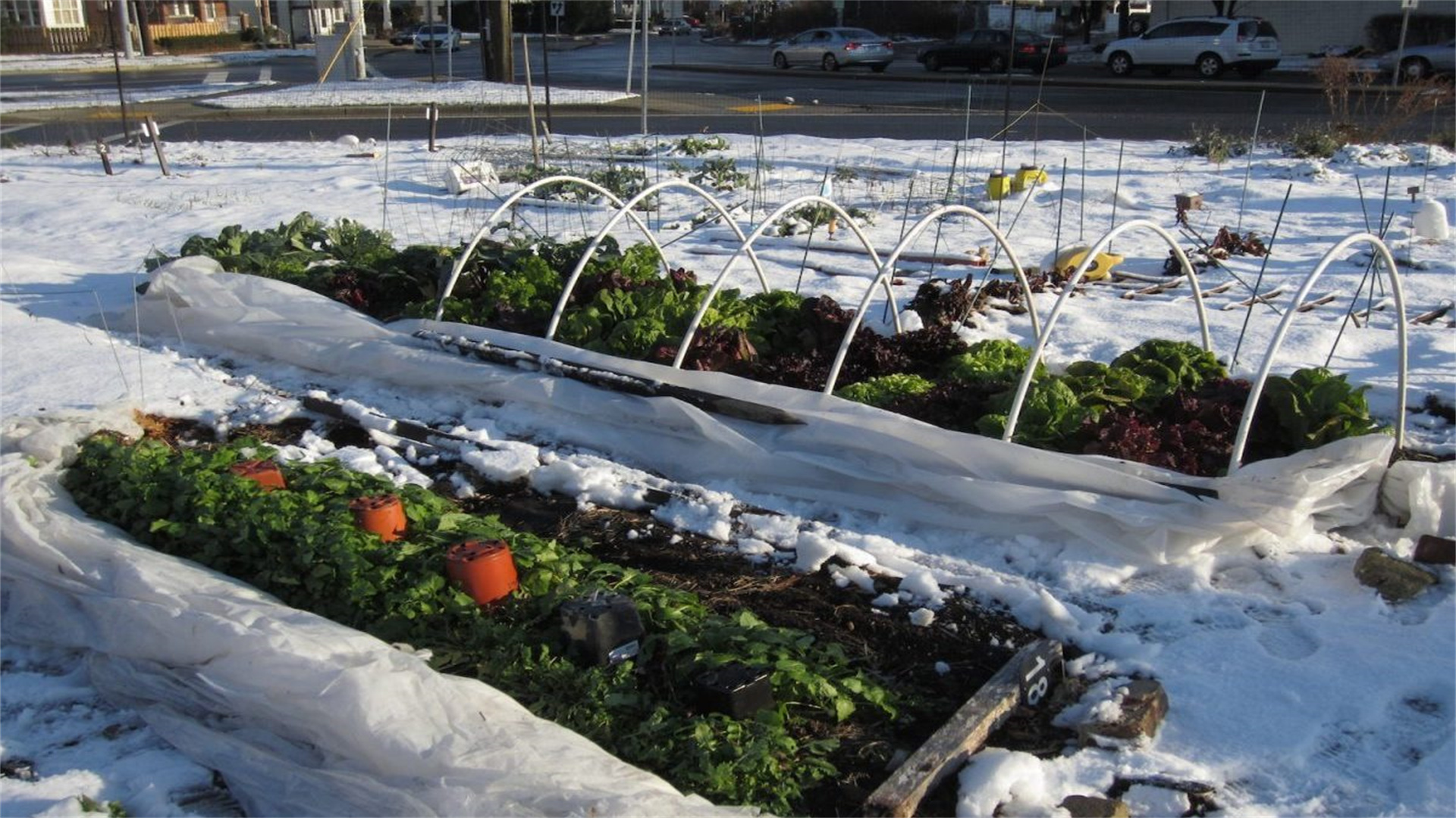 10 wichtige Möglichkeiten, damit Pflanzen im Winter gedeihen