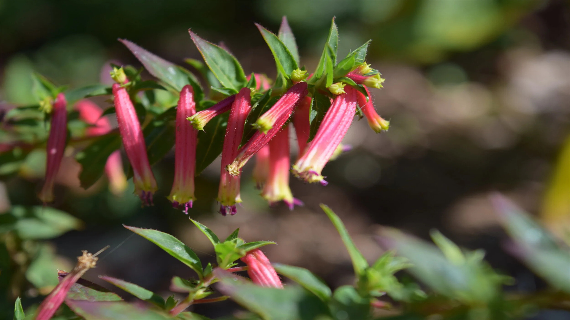 8 ideale Pflanzen für einen wunderschönen Rückzugsort auf der Terrasse
