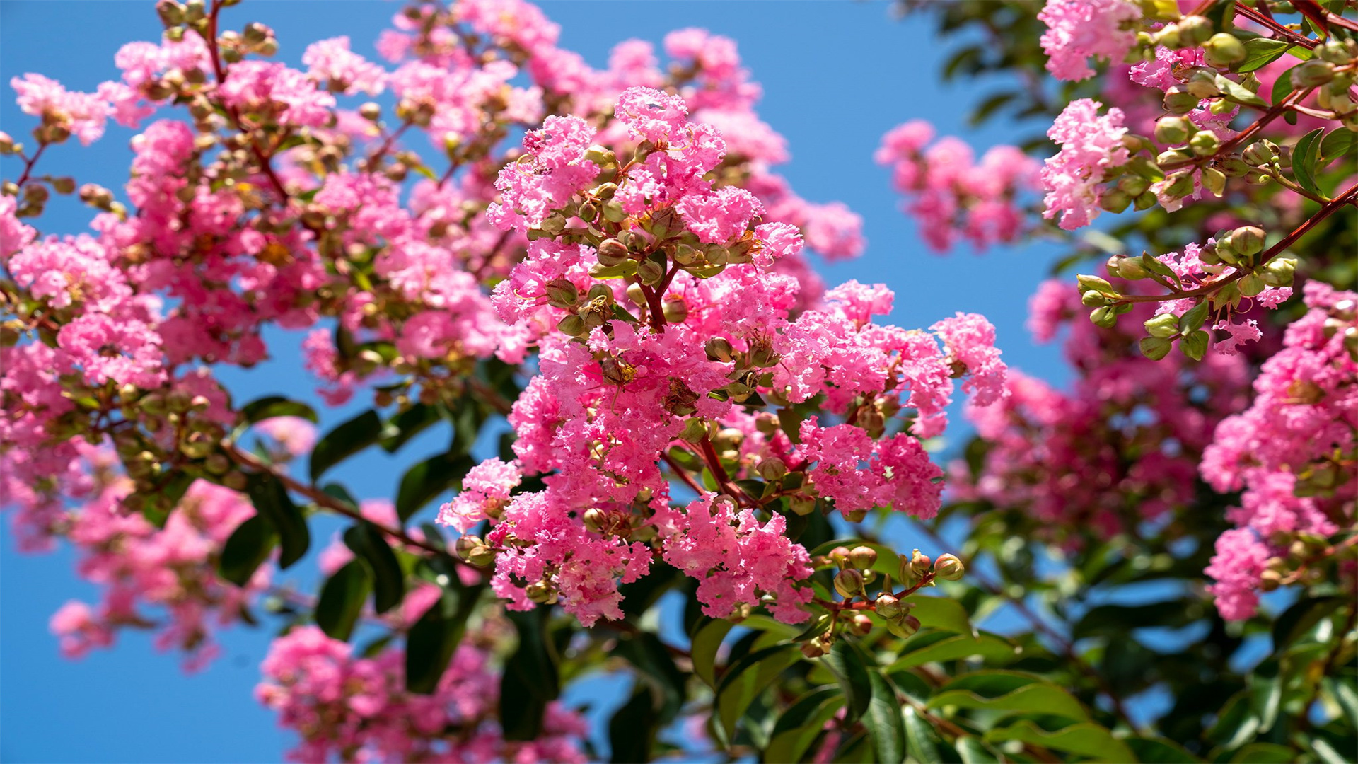 8 atemberaubende Bäume, die Ihre heimische Landschaft in ein natürliches Meisterwerk verwandeln