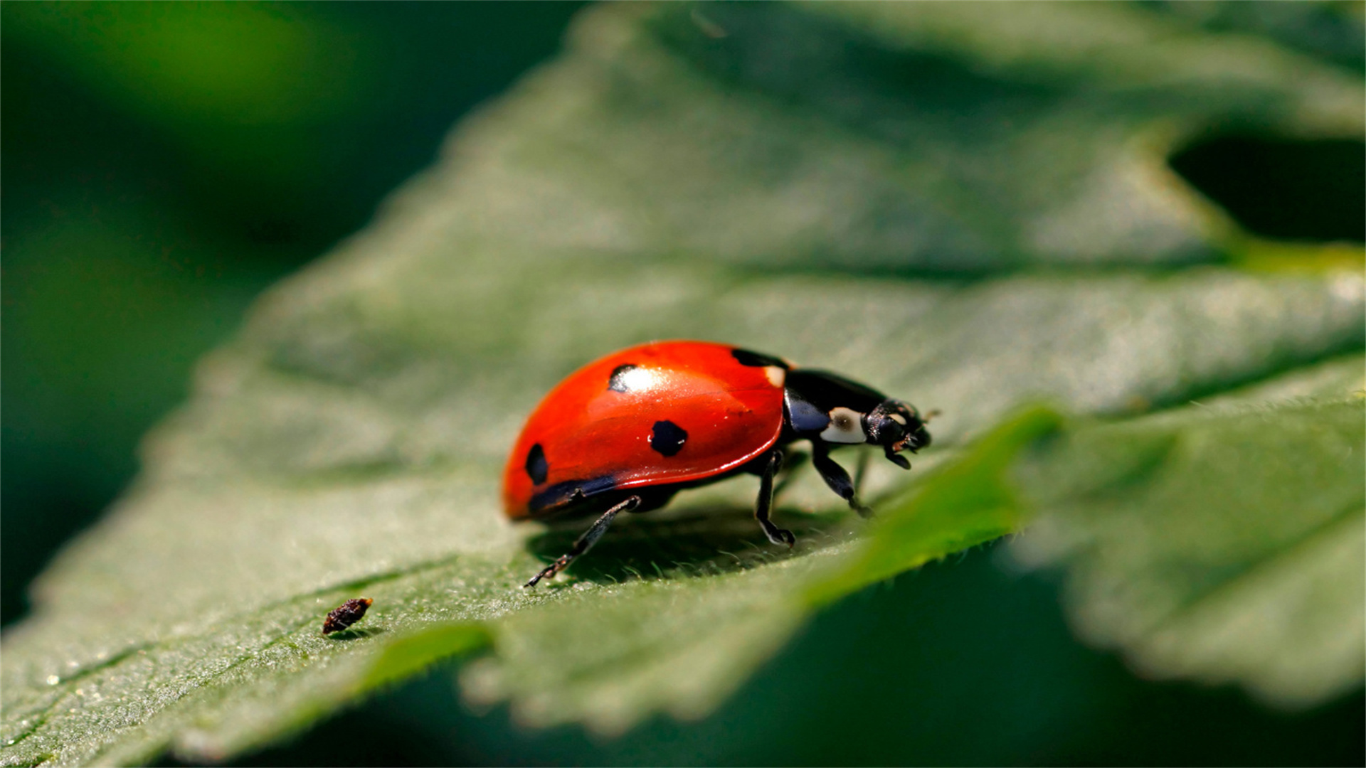 Kultivieren Sie Ihren eigenen Reichtum: Umfassender Leitfaden zum essbaren Gartenbau für Anfänger