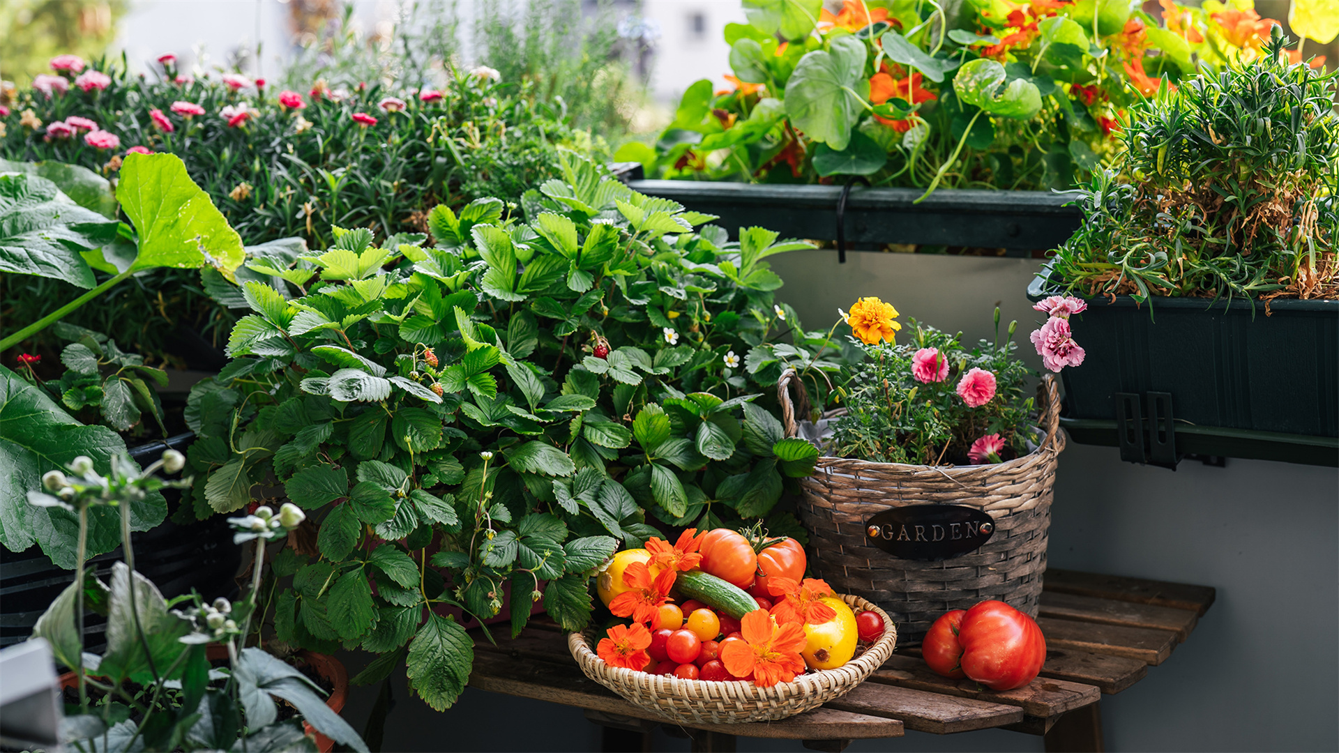 Kultivieren Sie Ihren eigenen Reichtum: Umfassender Leitfaden zum essbaren Gartenbau für Anfänger
