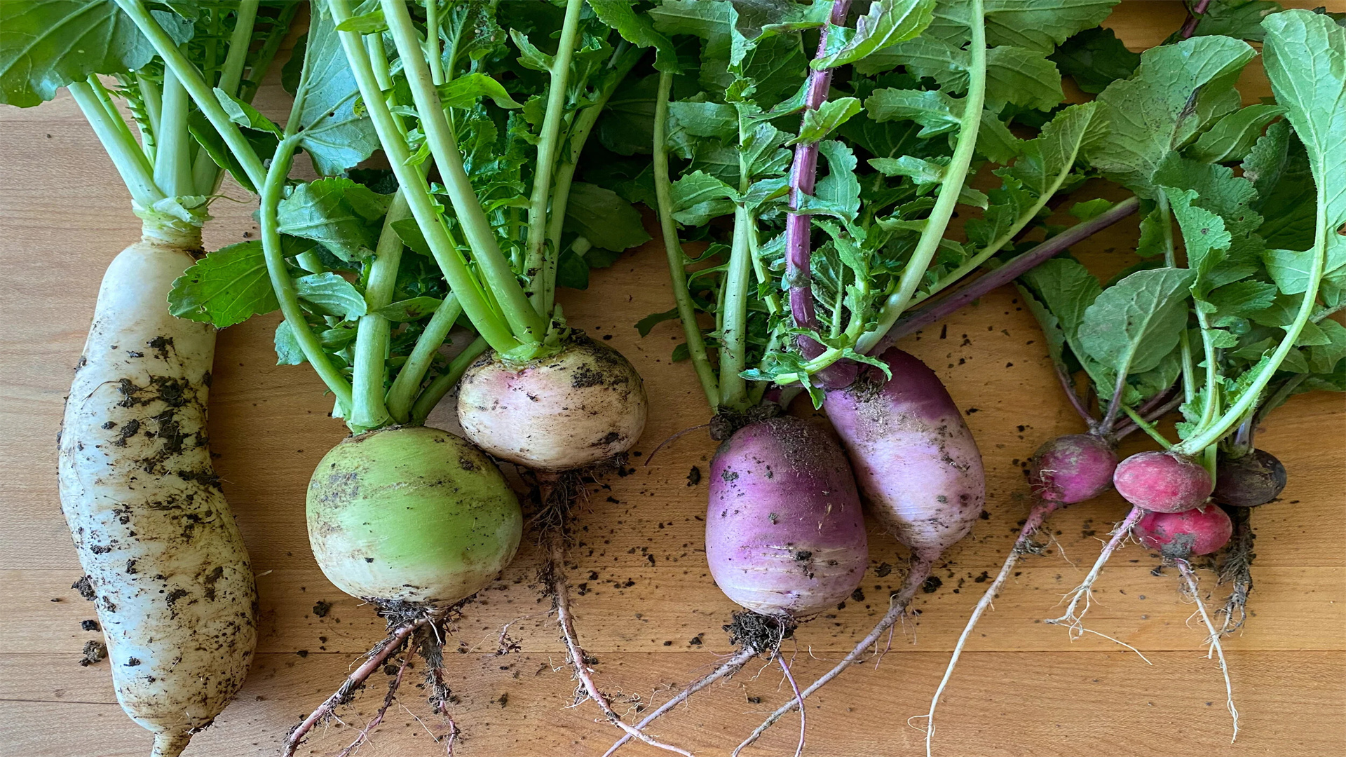 Genießen Sie den ganzen Winter über frisches grünes Gemüse: 10 winterharte Sorten, die auch in der Kälte gedeihen