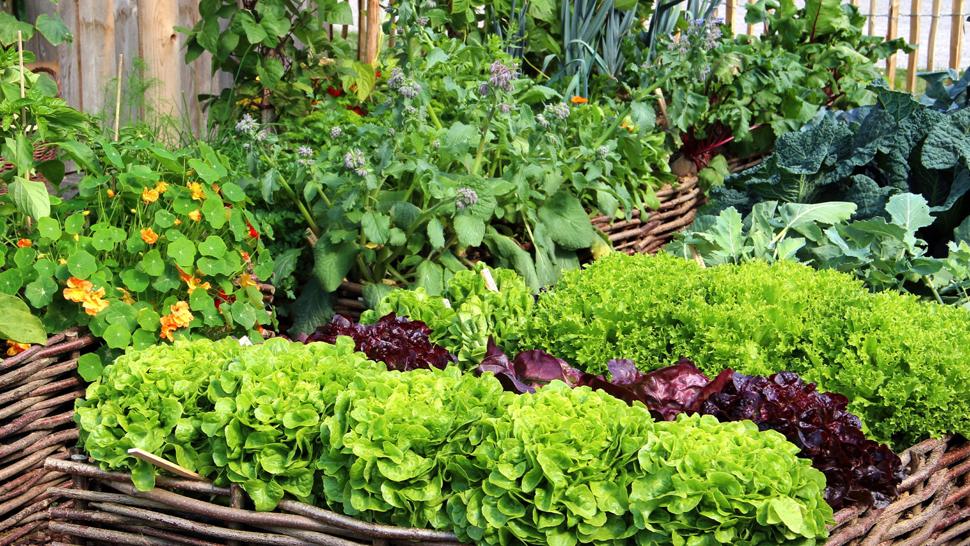 Bauen Sie Ihre eigenen Lebensmittel an: Einfache und lohnende Gartentipps für Anfänger