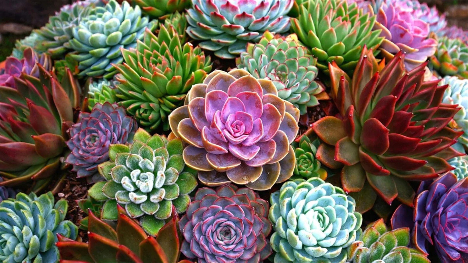 Der ultimative Leitfaden zur Pflege von Sukkulenten: Tipps, die ihnen beim Gedeihen helfen